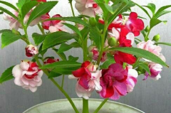 指甲花的学名叫什么,天然染料植物的神奇魅力